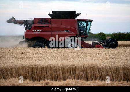 Récolte de blé 2022 Bawdsey Suffolk Angleterre Banque D'Images