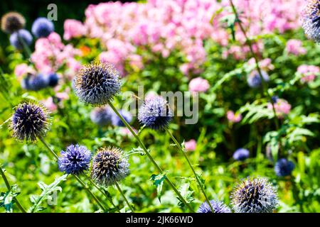 échinops; fleurs dans le jardin, botanique Banque D'Images