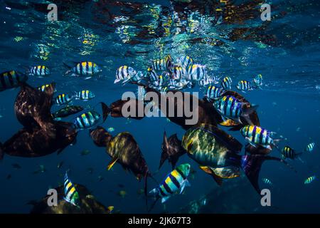 École de poissons tropicaux dans l'océan bleu. La vie sous-marine. Banque D'Images