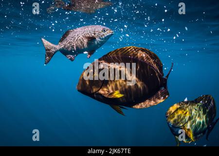 Poissons tropicaux dans l'océan bleu sous-marin. Groupe de poissons dans la mer tropicale Banque D'Images