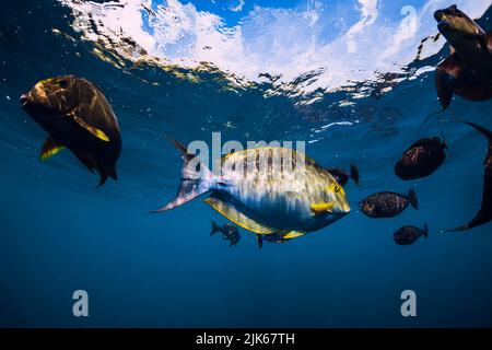 Poissons tropicaux dans l'océan bleu sous-marin. Groupe de poissons dans la mer tropicale Banque D'Images