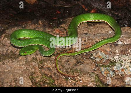 Vipère de la fosse d'un pape mâle (Trimeresurus popeiorum). Banque D'Images