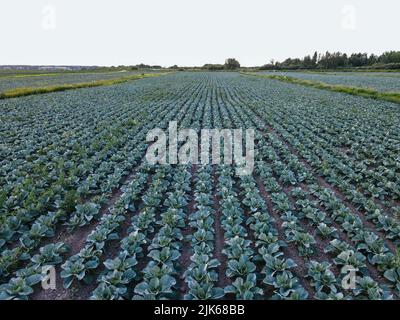 Chou vert frais dans la ferme. Paysage vue aérienne d'une fraichement croissante cabages têtes dans la ligne. Un champ agricole vivant dans les zones rurales en haut Banque D'Images