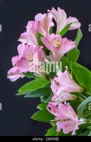 Un bouquet de fleurs d'Alstroemeria rose en pleine fleur avec un fond noir Banque D'Images