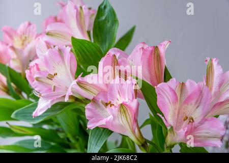 Un bouquet de fleurs d'Alstroemeria rose en pleine fleur avec un fond blanc, orientation paysage Banque D'Images