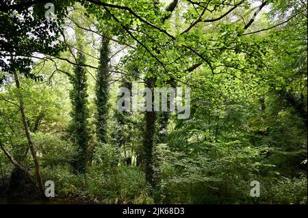 Woodland, Lullingstone Country Park, Eynsford, Kent. ROYAUME-UNI Banque D'Images