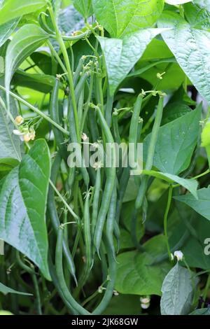 Vert nain haricots verts poussant sur un lit dans le jardin. Jardin potager. Banque D'Images