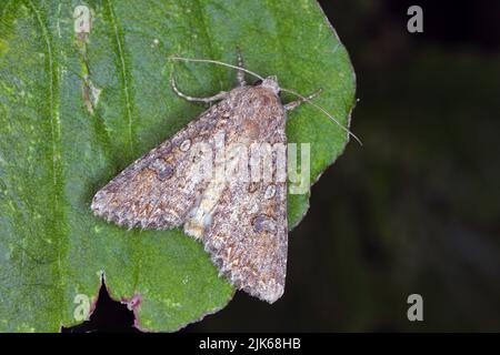 Papillon (Mamestra brassicae). Insecte de la famille des Noctuidae. Banque D'Images