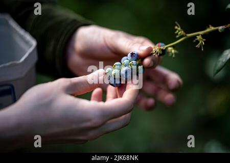 Klaistow, Allemagne. 31st juillet 2022. Une femme cueille les bleuets à la ferme Buschmann Winkelmann asperges, cueillez les bleuets à votre guise. Credit: Fabian Sommer/dpa/ZB/dpa/Alay Live News Banque D'Images