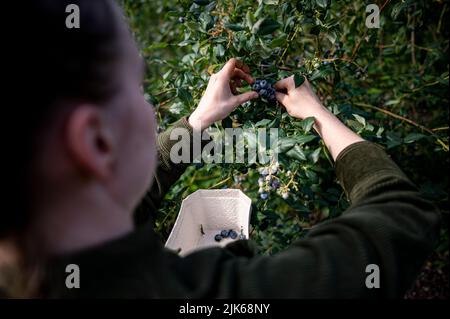 Klaistow, Allemagne. 31st juillet 2022. Une femme cueille les bleuets à la ferme Buschmann Winkelmann asperges, cueillez les bleuets à votre guise. Credit: Fabian Sommer/dpa/ZB/dpa/Alay Live News Banque D'Images