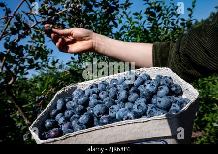 Klaistow, Allemagne. 31st juillet 2022. Une femme cueille les bleuets à la ferme Buschmann Winkelmann asperges, cueillez les bleuets à votre guise. Credit: Fabian Sommer/dpa/ZB/dpa/Alay Live News Banque D'Images