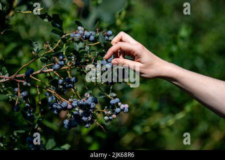 Klaistow, Allemagne. 31st juillet 2022. Une femme cueille les bleuets à la ferme Buschmann Winkelmann asperges, cueillez les bleuets à votre guise. Credit: Fabian Sommer/dpa/ZB/dpa/Alay Live News Banque D'Images