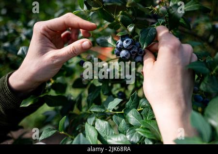 Klaistow, Allemagne. 31st juillet 2022. Une femme cueille les bleuets à la ferme Buschmann Winkelmann asperges, cueillez les bleuets à votre guise. Credit: Fabian Sommer/dpa/ZB/dpa/Alay Live News Banque D'Images