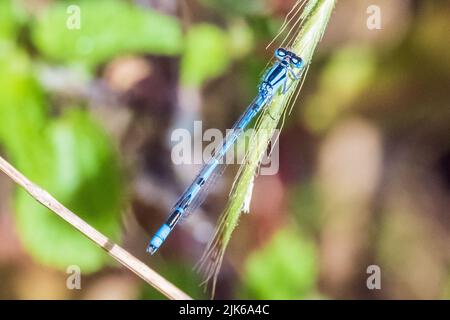 Bleu commun Damselfly: Bleu Dragonfly reposant sur l'usine dans le jardin d'été de pays anglais Banque D'Images