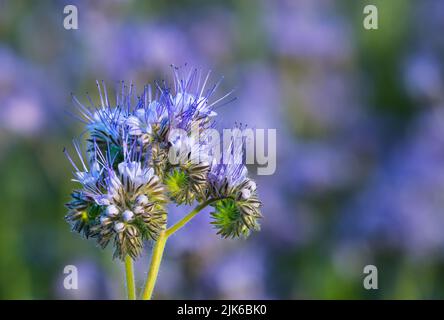 Fleurs et bourgeons bleus tansy sur fond de nature vert violet. Phacelia tanacetifolia. Gros plan des fleurs fragiles en forme de cloche d'enroulement sur un champ flou. Banque D'Images