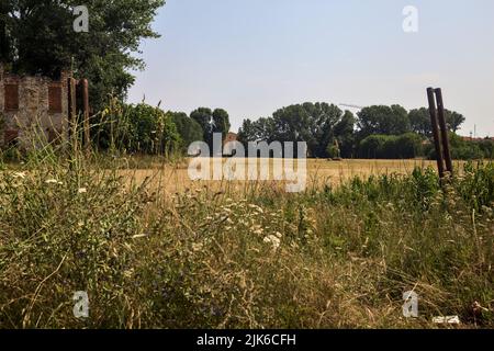 Maison de campagne abandonnée avec des arbres qui grandissent autour d'elle au milieu d'un champ de blé fauchée par une journée ensoleillée en été Banque D'Images