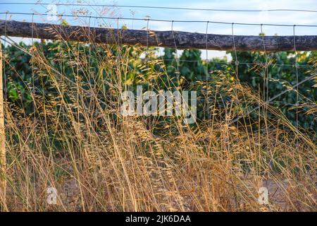 L'herbe de foin dorée sèche non collectée qui pousse au bord de la route dans une clôture en treillis métallique avec des arbres sur le fond pendant un coucher de soleil d'été Banque D'Images