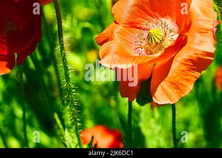 Gros plan sur les coquelicots rouges et l'herbe de la gréeeb par temps ensoleillé Banque D'Images