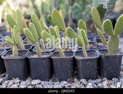 Opuntia microdasys bunny ear cactus dans un petit récipient en plastique Banque D'Images