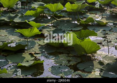Moorhen marche sur les coussins de nénuphars parmi les plantes de lotus Banque D'Images