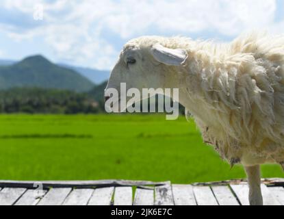 Un mouton blanc traversant un pont en bois Banque D'Images