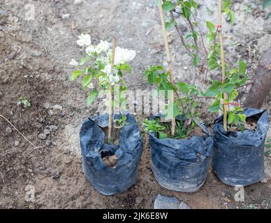 bougainvilliers plantules dans des sacs en plastique Banque D'Images