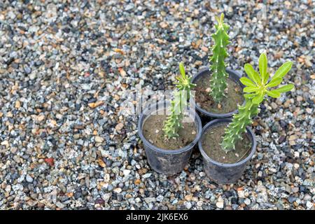 Euphorbia cactus poussant dans de petits pots Banque D'Images