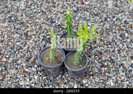 euphorbia cactus vert croissant dans de petits pots en pépinière Banque D'Images