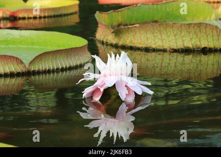 Santa Cruz Waterlily, Giant Waterlily, eau-plateau de fleurs et les feuilles poussant dans l'étang en été Banque D'Images