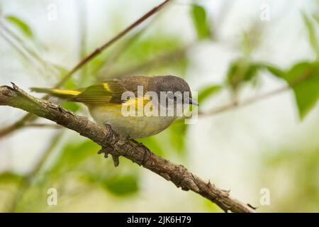 La Paruline flamboyante (Setophaga ruticilla), femme, plumage nuptial Banque D'Images