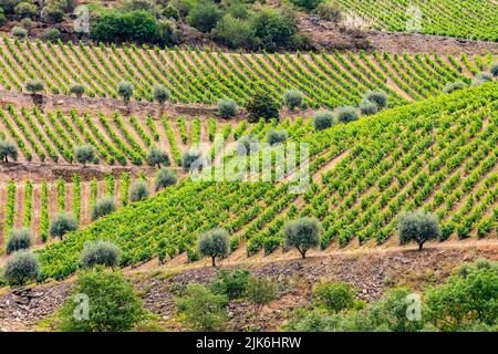 Vignes et oliviers le long du fleuve Douro au Portugal Banque D'Images