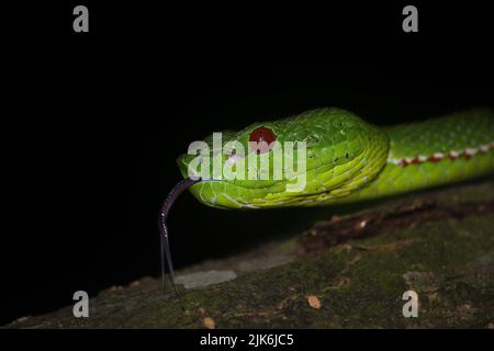 Vipère de la fosse d'un pape mâle (Trimeresurus popeiorum). Banque D'Images