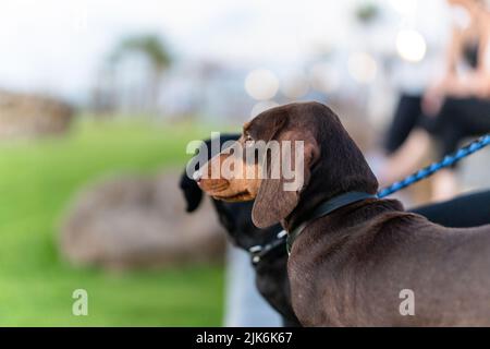 Dachshund dackel chien drôle d'animal assis à la lumière du jour Banque D'Images