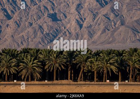 Eilat ville montagnes à la lumière du jour avec des palmiers Banque D'Images