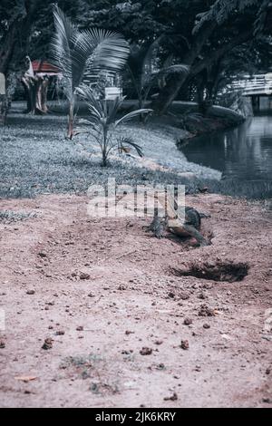 Le parc Lumphini de Bangkok est le plus grand parc du centre de Bangkok, la capitale de la Thaïlande. Il est situé dans le quartier de Pathum WAN. Banque D'Images