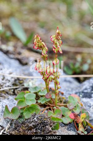 Ostrére de montagne Banque D'Images