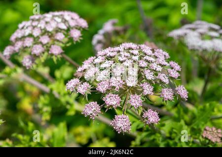 Gros plan des fleurs de cerfeuil poilu (chaerophyllum hirsutum roseum) en fleurs Banque D'Images