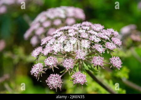 Gros plan des fleurs de cerfeuil poilu (chaerophyllum hirsutum roseum) en fleurs Banque D'Images