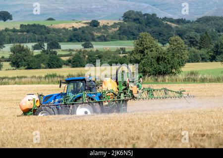 Pulvérisation d'un champ d'orge presque mûr avec un weedkiller à base de glyphosate pour se débarrasser de l'excès de verdure qui pourrait obstruer la moissonneuse-batteuse lors de la récolte Banque D'Images