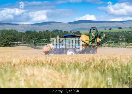 Pulvérisation d'un champ d'orge presque mûr avec un weedkiller à base de glyphosate pour se débarrasser de l'excès de verdure qui pourrait obstruer la moissonneuse-batteuse lors de la récolte Banque D'Images