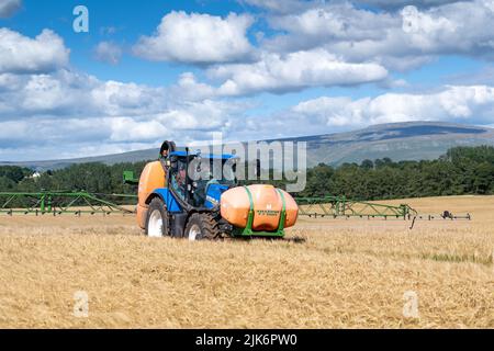 Pulvérisation d'un champ d'orge presque mûr avec un weedkiller à base de glyphosate pour se débarrasser de l'excès de verdure qui pourrait obstruer la moissonneuse-batteuse lors de la récolte Banque D'Images