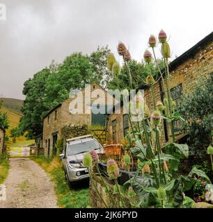 Edale, Derbyshire, Royaume-Uni, 26 juillet 2022 Un groupe de thisteaux écossais avec des fleurs violettes vives avec une ferme au-delà. Banque D'Images