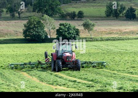 Épandage d'herbe récemment tondue dans un champ d'ensilage d'une ferme laitière, Cumbria, Royaume-Uni. Banque D'Images