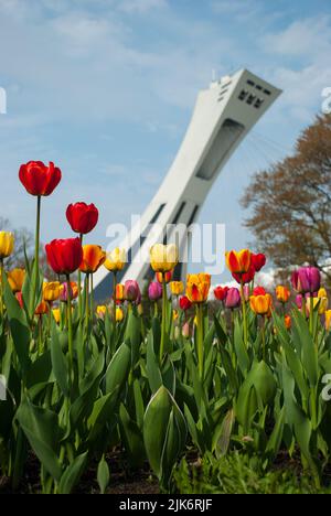 Détail du stade olympique avec de magnifiques tulipes au jardin botanique de montréal, Québec, Canada Banque D'Images