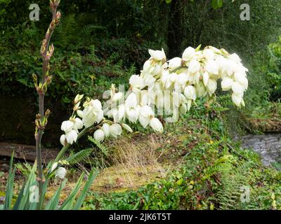 Plus tard l'été, la panicule à fleurs de la paume blanche de l'aiguille, Yucca filamentosa Banque D'Images