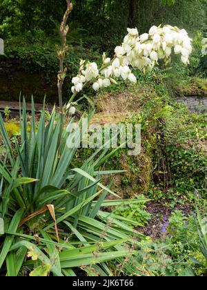 Plus tard l'été, la panicule à fleurs de la paume blanche de l'aiguille, Yucca filamentosa Banque D'Images