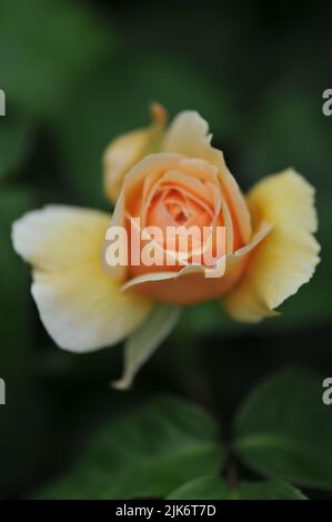 Juliette douce David Austin Rose anglaise. Pétales d'abricot de pêche. Parfum agréable Banque D'Images