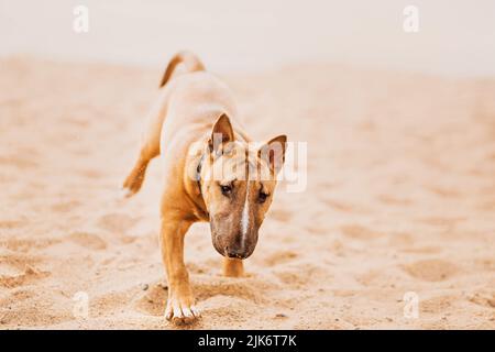 Mignon Bull terrier au gingembre chiot court heureusement le long de la plage de sable un jour d'été. Animal de compagnie préféré lors d'une promenade. Banque D'Images