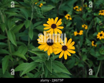 Grand angle de Rudbeckia hirta, souvent appelé la Susan aux yeux noirs Banque D'Images