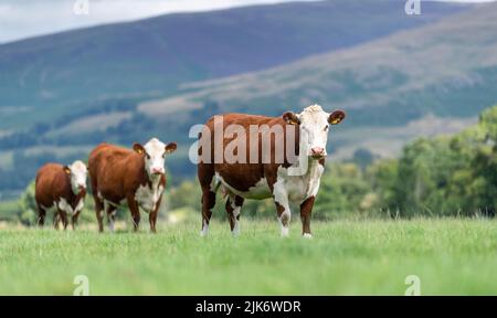 Trois bovins Hereford dans une ligne sur un pâturage en montagne à Cumbria, au Royaume-Uni. Banque D'Images